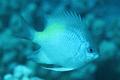 Damselfish - Yellowfin Damselfish(Yellow-side Damselfish) - Amblyglyphidodon flavilatus