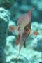 Basslets - Sea Goldie(Jewel Fairy Basslet,Scalefin Anthias) - Pseudanthias squamipinnis