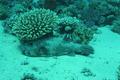 Pufferfish - Star Puffer - Arothron stellatus