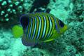 Angelfish - Royal Angelfish - Pygoplites diacanthus