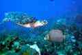 Angelfish - Gray Angelfish - Pomacanthus arcuatus