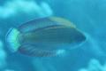 Wrasse - Red Sea Flasher Wrasse - Paracheilinus octotaenia