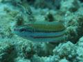 Wrasse - Klunzingers Wrasse - Thalassoma rueppellii