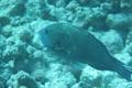 Parrotfish - Dotted Parrotfish - Calotomus viridescens