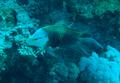 Wrasse - Slingjaw Wrasse - Epibulus insidiator