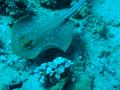 Stingrays - Blue Spotted Stingray - Taeniura lymma