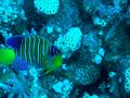 Angelfish - Royal Angelfish - Pygoplites diacanthus