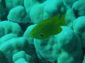 Damselfish - Sulphur Damselfish - Pomacentrus sulfureus