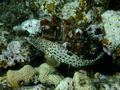 Groupers - Greasy Grouper - Epinephelus tauvina