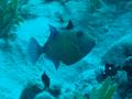 Triggerfish - Blue Triggerfish - Pseudobalistes fuscus