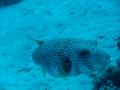 Pufferfish - Whitespotted Puffer - Arothron hispidus