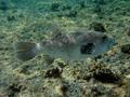 Pufferfish - Star Puffer - Arothron stellatus