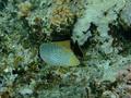 Butterflyfish - Chevroned Butterflyfish - Chaetodon trifascialis