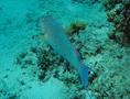 Parrotfish - Longnose Parrotfish - Hipposcarus harid