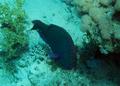 Parrotfish - Swarthy Parrotfish - Scarus niger