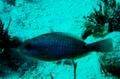 Parrotfish - Redband Parrotfish - Sparisoma aurofrenatum