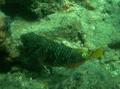 Parrotfish - Yellowtail Parrotfish - Sparisoma rubripinne