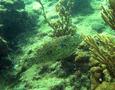 Filefish - Scrawled Filefish - Aluterus scriptus