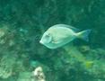 Surgeonfish - Doctorfish - Acanthurus chirurgus