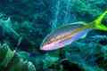 Snappers - Yellowtail Snapper - Ocyurus chrysurus