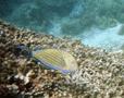 Surgeonfish - Lined Surgeonfish - Acanthurus lineatus