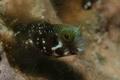 Blennies - Secretary Blenny - Acanthemblemaria maria