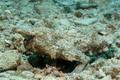 Batfish - Short-nosed Batfish - Ogcocephalus nasutus