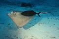 Stingrays - Southern Stingray - Dasyatis americana