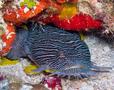 Toadfish - Splendid Toadfish - Sanopus splendidus