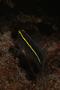 Gobies - Yellowline goby - Elacatinus horsti