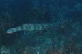 Trumpetfish - Cornetfish - Fistularia tabacaria