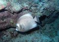 Angelfish - Gray Angelfish - Pomacanthus arcuatus