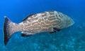 Groupers - Black Grouper - Mycteroperca bonaci