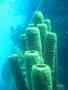 Sponges - Tube Sponge(Yellow Tube Sponge) - Aplysina fistularis