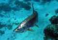 Tarpons - Tarpon - Megalops atlanticus