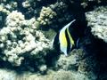 Surgeonfish - Moorish Idol - Zanclus cornutus