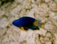 Damselfish - Neon Damsel - Pomacentrus coelestes