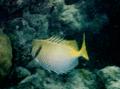 Rabbitfish - Barred Rabbitfish - Siganus doliatus