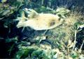 Pufferfish - Black-spotted Puffer - Arothron nigropunctatus