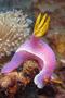 Nudibranch - Nudibranch - Hypselodoris apolegma