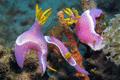 Nudibranch - Nudibranch - Hypselodoris apolegma