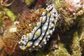 Nudibranch - Nudibranch - Phillidia elegans