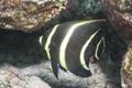 Angelfish - French Angelfish - Pomacanthus paru