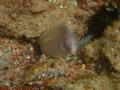 Moray - Geometric Moray - Gymnothorax griseus