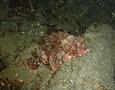 Scorpionfish - Red Scorpionfish - Scorpaena notata