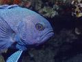 Roundheads - Western Blue Devil - Paraplesiops meleagris)