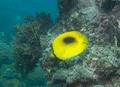 Butterflyfish - Mirror Butterflyfish - Chaetodon speculum