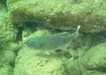 Parrotfish - European Parrotfish - Sparisoma cretense