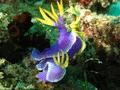 Nudibranch - Nudibranch - Hypselodoris apolegma