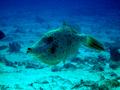 Filefish - Scrawled Filefish - Aluterus scriptus